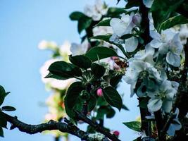 folhas de primavera na árvore foto