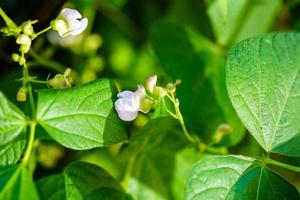 feijão de jardim phaseolus vulgaris na terra velha ao lado de hamburgo foto