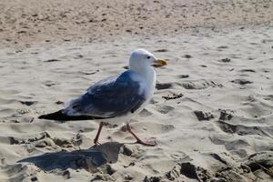 gaivota larinae no mar Báltico foto