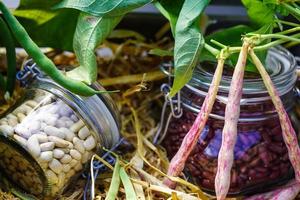 feijão de jardim phaseolus vulgaris na terra velha ao lado de hamburgo foto