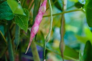 feijão de jardim phaseolus vulgaris na terra velha ao lado de hamburgo foto