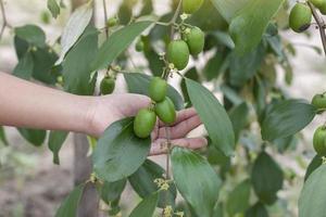 mão de agricultor segurando ramos jujubas na árvore no jardim. foto