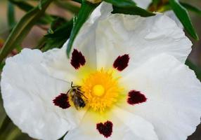 cistus ladanifer - fotografia da natureza foto