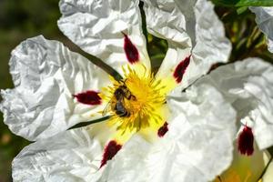 cistus ladanifer - fotografia da natureza foto