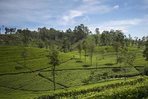 bela propriedade de chá no sri lanka foto