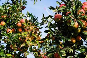 Maçã de caranguejo sentinela vermelha malus sylvestris no velho país ao lado de Hamburgo foto