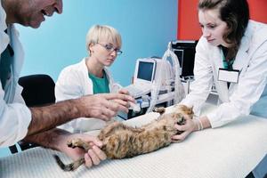 veterinário e assistente em uma clínica de pequenos animais foto