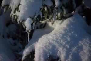 árvore coberta de neve fresca na noite de inverno foto