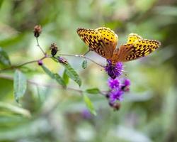 grande borboleta fritillary lantejoulas em flores silvestres foto