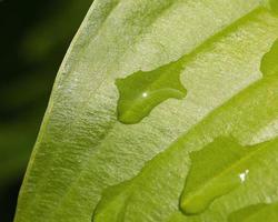 gotas de chuva em uma folha de hosta foto