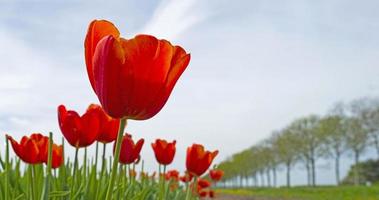 tulipas em um campo ensolarado na primavera foto