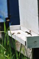 abelha em casa no prado foto