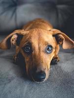 filhote de cachorro marrom bonito na câmera. foto