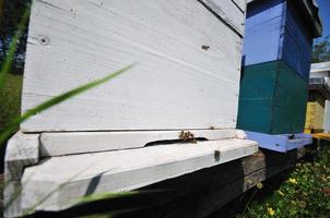 abelha em casa no prado foto