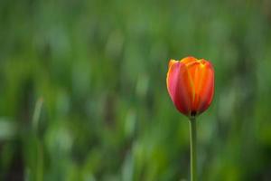 flor tulipa