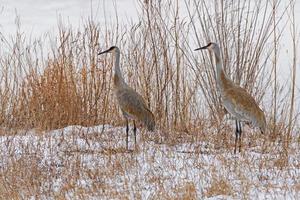 um par de guindastes sandhill na neve e gramíneas foto