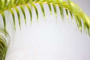 folha de palmeira verde e sombras em um fundo branco de parede de concreto foto