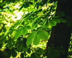 folhas verdes brilhantes de baixo foto