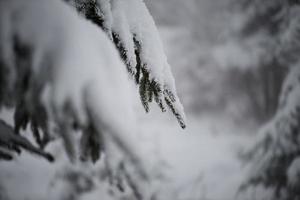 pinheiro perene de natal coberto de neve fresca foto