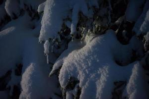 árvore coberta de neve fresca na noite de inverno foto