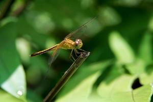 belas cenas naturais macro tiros de libélulas. mostrar detalhes de olhos e asas de libélula na natureza. foto