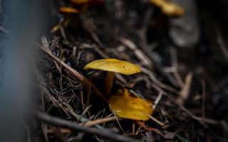 belos cogumelos selvagens amarelos podem ser perigosos se ingeridos. foto