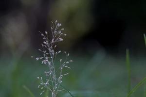 uma flor muito pequena no jardim da frente crescendo como uma semente de grama. foto