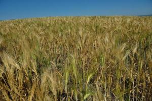 campo de trigo com céu azul ao fundo foto