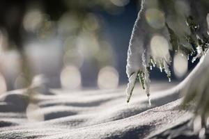 árvore coberta de neve fresca na noite de inverno foto