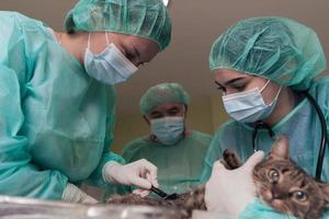 equipe veterinária para o tratamento de gatos doentes, hospital de animais. preparando o gato para a cirurgia raspando a barriga. foto