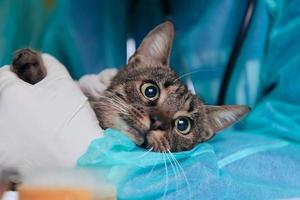 cirurgiã ou médica no hospital de animais preparando gato doente bonito para cirurgia, colocando gotas nos olhos de gato para proteger durante o tratamento. foto