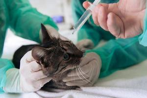 cirurgiã ou médica no hospital de animais preparando gato doente bonito para cirurgia, colocando gotas nos olhos de gato para proteger durante o tratamento. foto