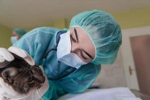 uma médica no hospital de animais na sala de cirurgia gato doente bonito pronto para exame e tratamento veterinário foto