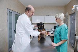 veterinário e assistente em uma clínica de pequenos animais foto