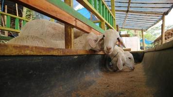 a atmosfera de uma fazenda de ovelhas na regência de malang, indonésia foto