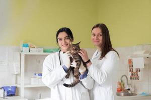 equipe veterinária para tratar gatos doentes, manter o conceito de saúde animal, hospital animal foto