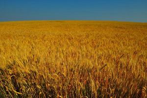 campo de trigo com céu azul ao fundo foto