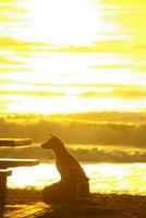 silhueta de um cachorro deitado na praia e a luz dourada do reflexo do pôr do sol na superfície do mar foto