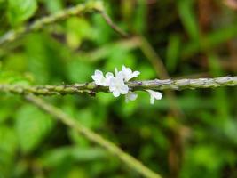 flor de erva-de-cobra azul claro, stachytarpheta jamaicensis foto