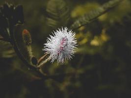 flor de mimosa pudica em flor, foto macro, close-up