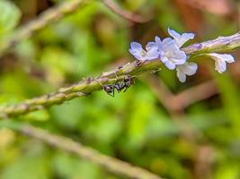 foto macro de uma formiga preta em um galho com uma flor branca em flor