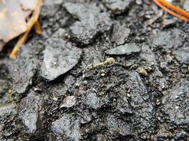 foto macro de uma formiga no asfalto preto