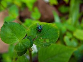 foto macro de uma mosca verde de olhos vermelhos em uma folha verde, foco seletivo