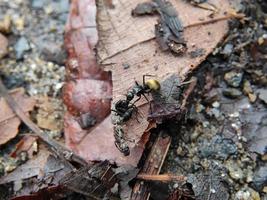 foto macro de formigas pretas com barrigas douradas e formigas pretas lutando por comida em folhas secas, foco seletivo