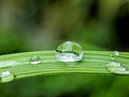 gotas de chuva em folhas verdes frescas foto