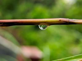 foto macro de gotas de água em galhos