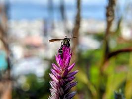 uma abelha está pousando na ponta de uma flor celosia argentea foto
