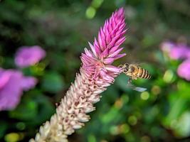 uma abelha está voando e sugando o néctar de mel em uma flor roxa foto