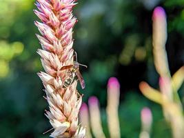 uma abelha está pousando na ponta de uma flor celosia argentea foto