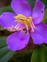 foto macro de vespas em flores roxas desabrochando